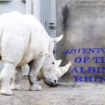 Albino Rhino interviews Darran Bruce from The DJ Sessions