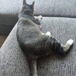 Doja The Cat - The Official Mascot of The DJ Sessions