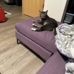 Doja The Cat - The Official Mascot of The DJ Sessions