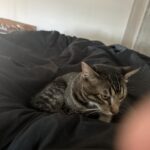 Doja The Cat - The Official Mascot of The DJ Sessions