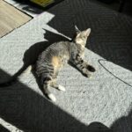 Doja The Cat - The Official Mascot of The DJ Sessions