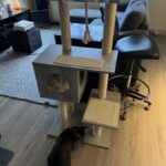 Doja The Cat - The Official Mascot of The DJ Sessions