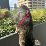 Doja The Cat - The Official Mascot of The DJ Sessions