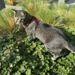 Doja The Cat - The Official Mascot of The DJ Sessions