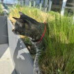 Doja The Cat - The Official Mascot of The DJ Sessions