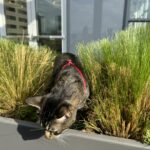 Doja The Cat - The Official Mascot of The DJ Sessions