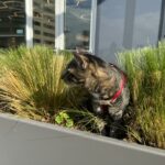 Doja The Cat - The Official Mascot of The DJ Sessions