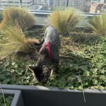 Doja The Cat - The Official Mascot of The DJ Sessions