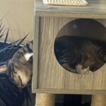 Doja The Cat - The Official Mascot of The DJ Sessions