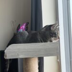 Doja The Cat - The Official Mascot of The DJ Sessions