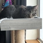 Doja The Cat - The Official Mascot of The DJ Sessions