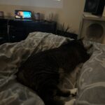 Doja The Cat - The Official Mascot of The DJ Sessions